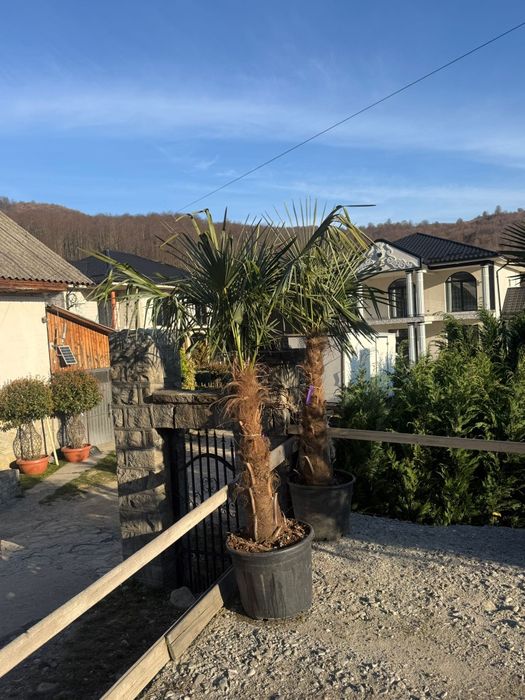 Palmieri Trachycarpus rezistenți la îngheț