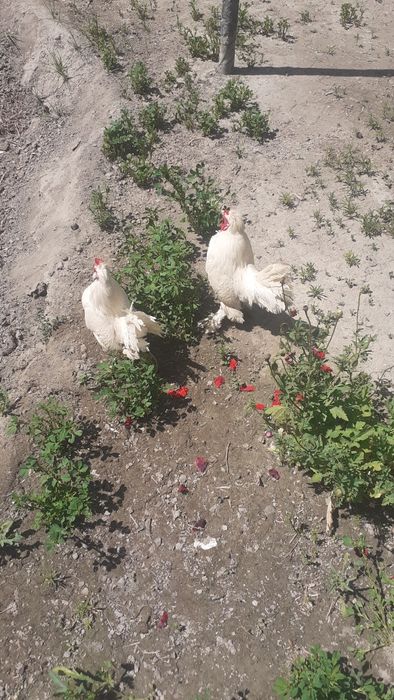 Yapon xòrozlari sotiladi