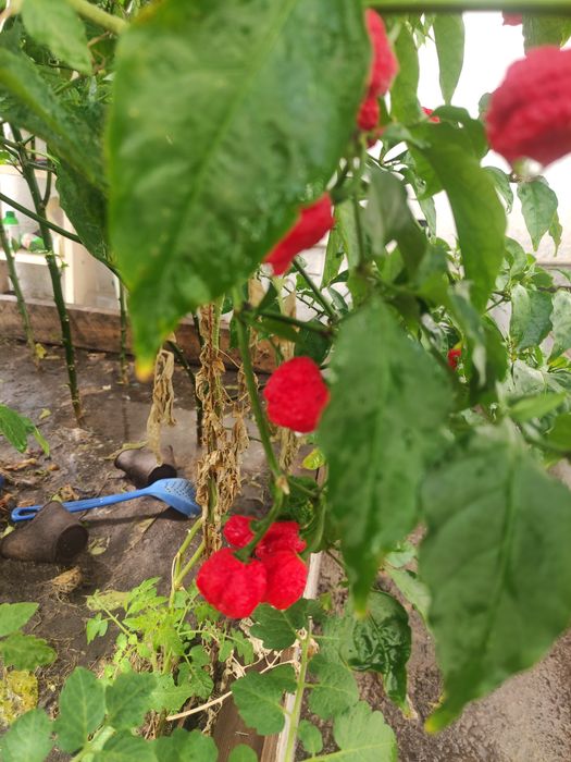 Продам самый острый перец Каролина рипер