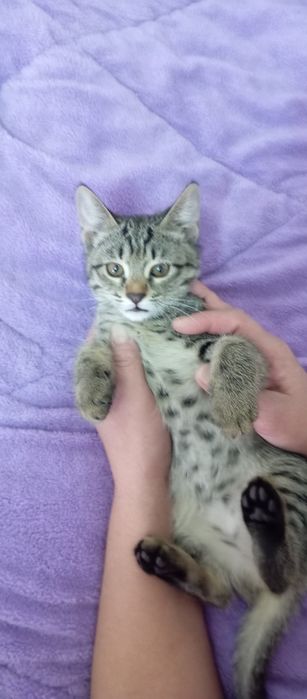 Котята отдам котят в хорошие руки