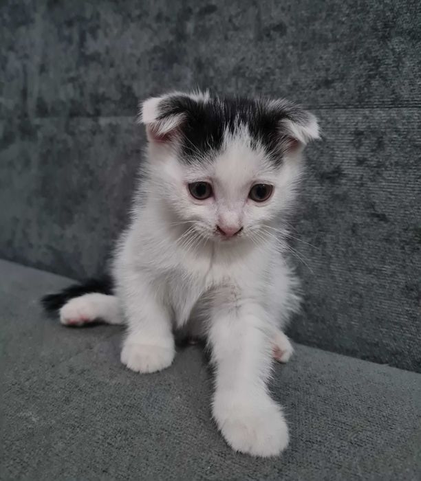 Котята вислоухие