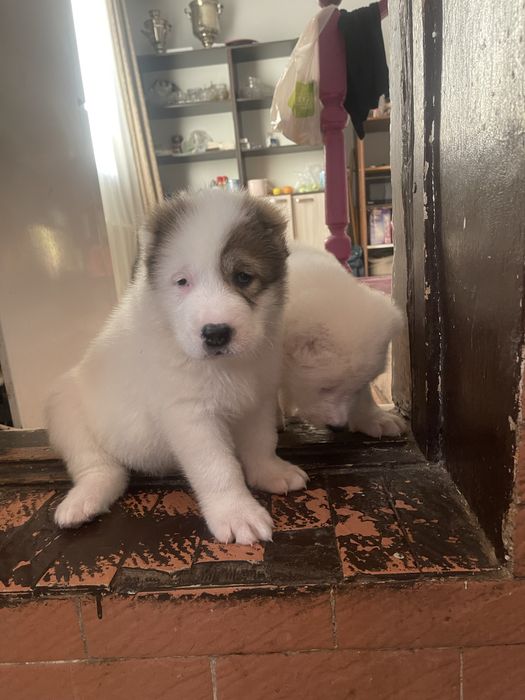 Продам шикарных алабайчиков ( девочки)