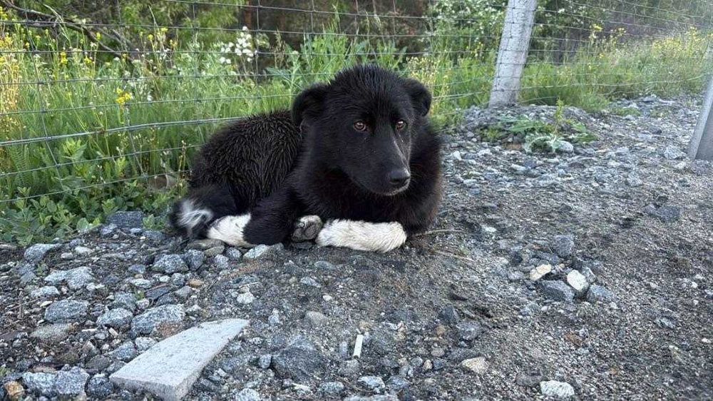 Lucky търси любящо семейство