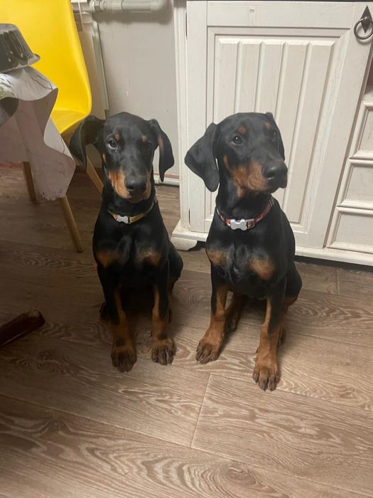 Продам щенков добермана