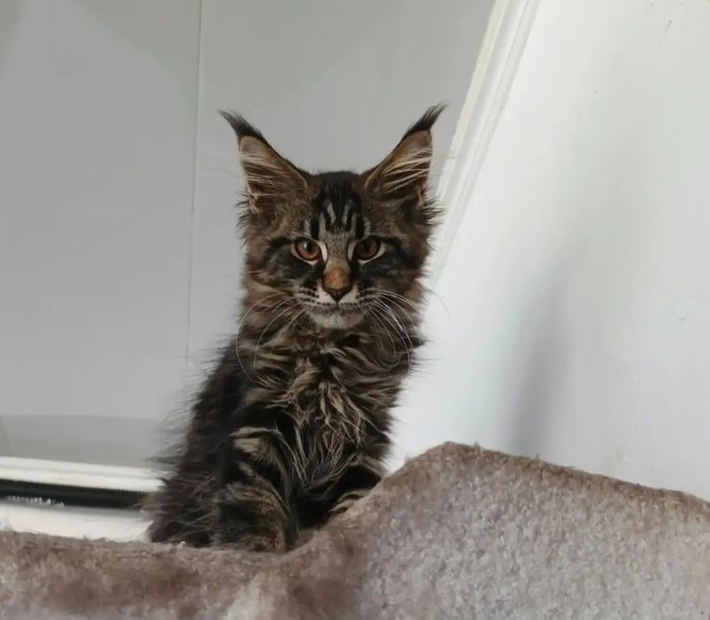 Котёнок Мейн Кун мальчик