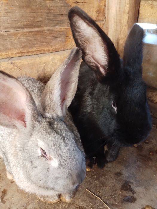 Пародистые кролики