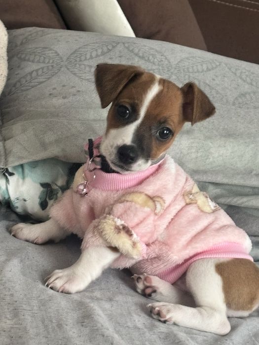 Дрешки за мини породи кучета