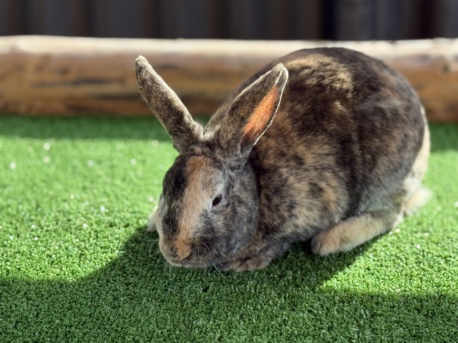 Продавам зайците на снимките от породата Рекс