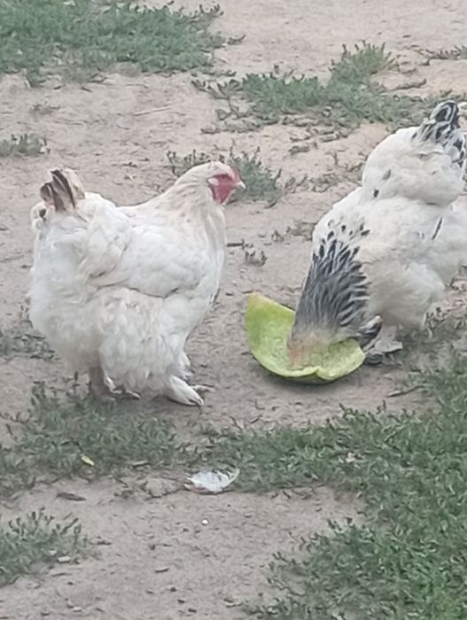 Продам курей брама крупных молодых