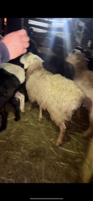 Продам баранов токты