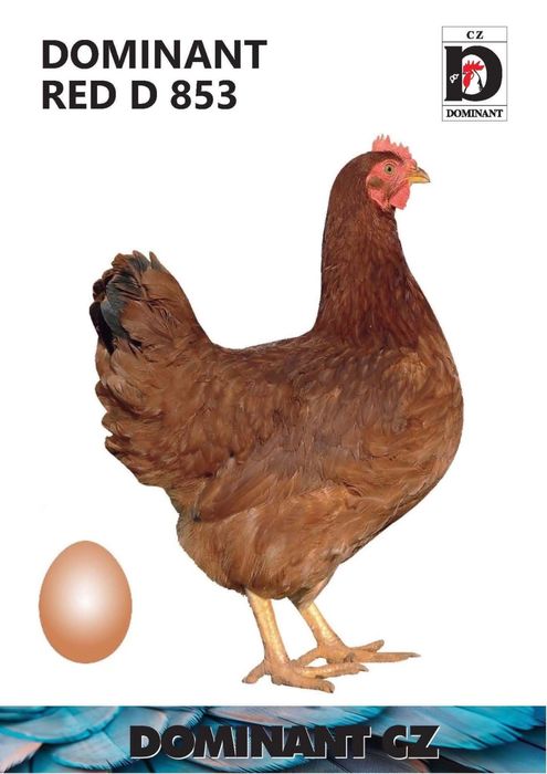 Новопронесли кокошки носачки, снасящи цветни яйца 6  МЕСЕЧНИ