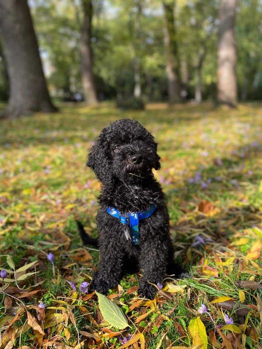 Кавапу -  пудели