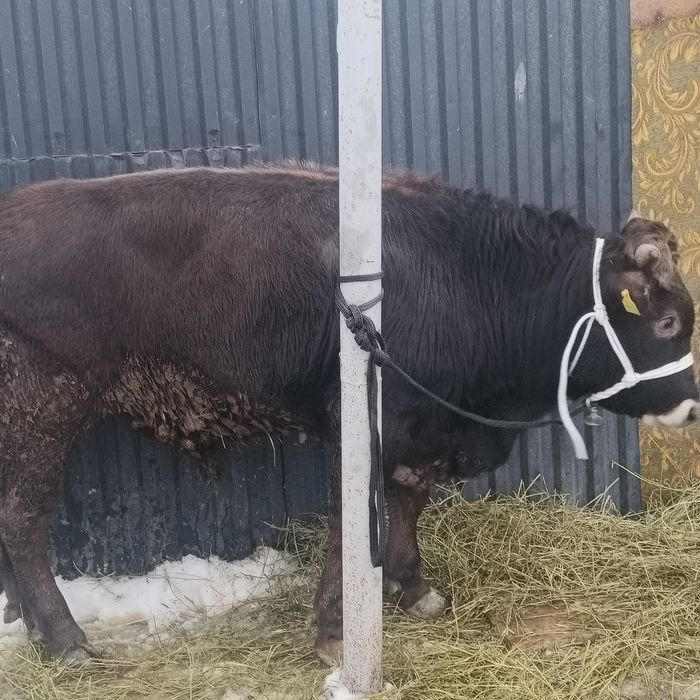 Бұқа сатылады,бычок