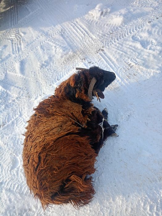 Бараны, токты, кошкарчики жирные