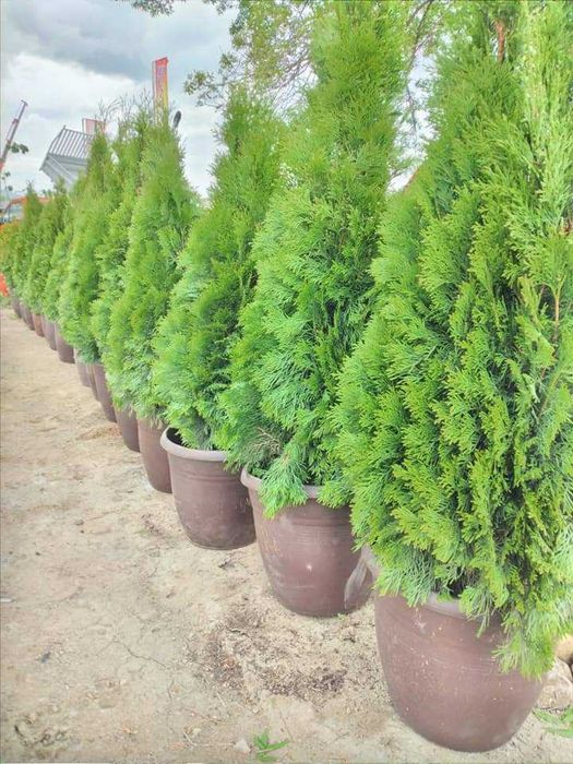 Предлагаме Туя-Смарагд и др.Озеленяване и подръжка на зелени площи