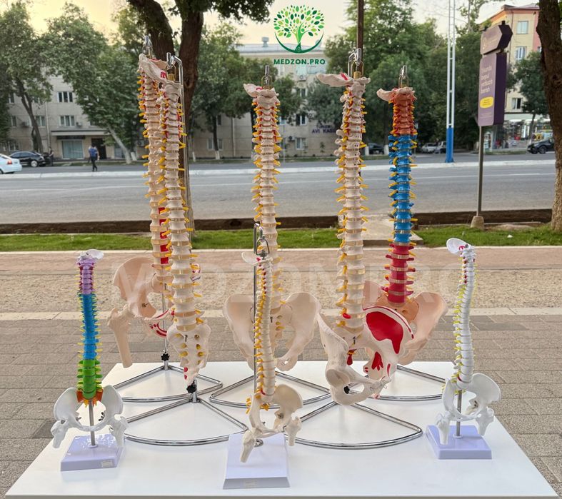 Анатомические Муляж - позвоночника
