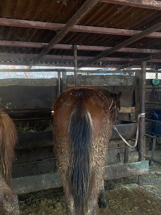 Продам  лошадей.