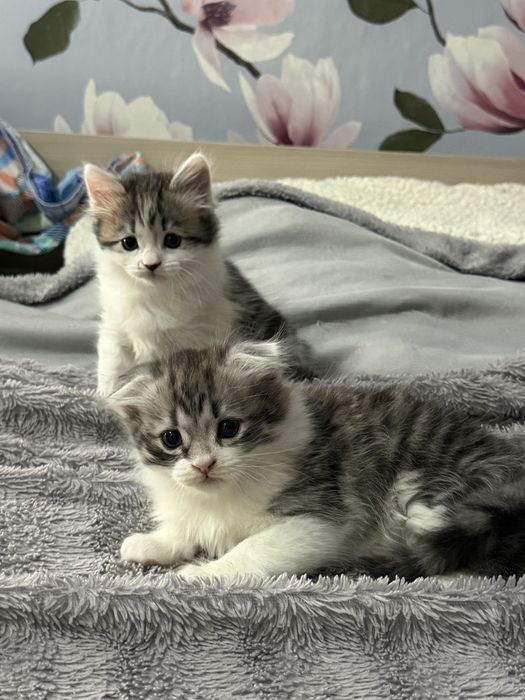 Отдам котят в хорошие руки