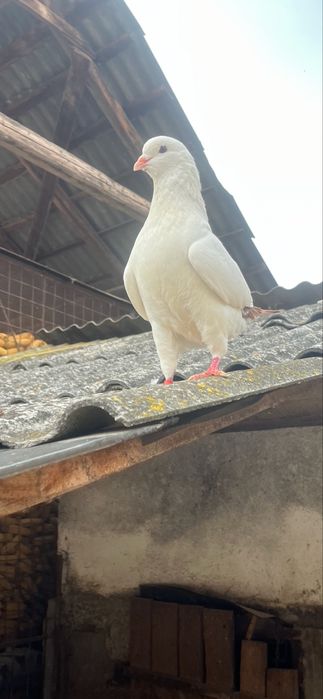 Ofer spre vânzare două perechi de porumbei king, doi masculi si doua femele.