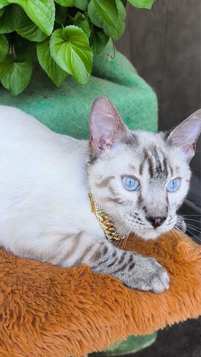 Бенгальский белоснежный котенок