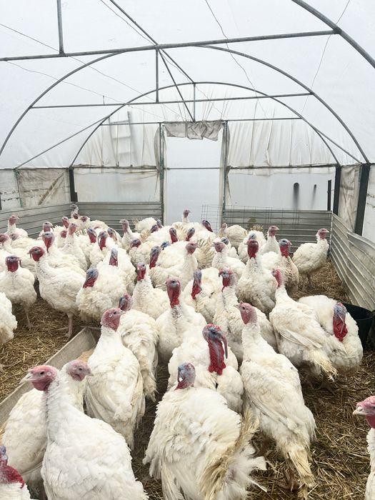 Curcani Albi de carne