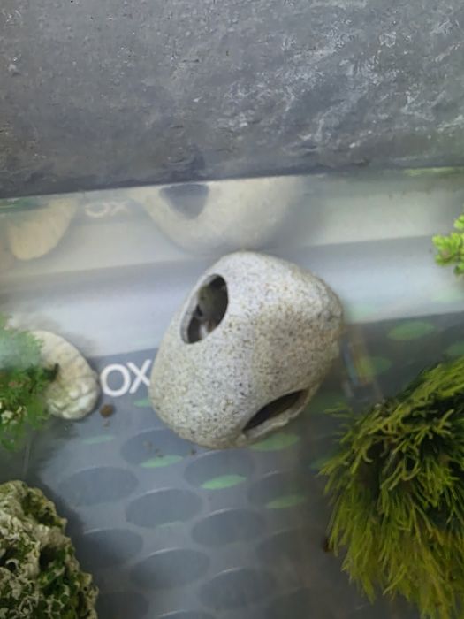 Axolotl Leucistic si Wild