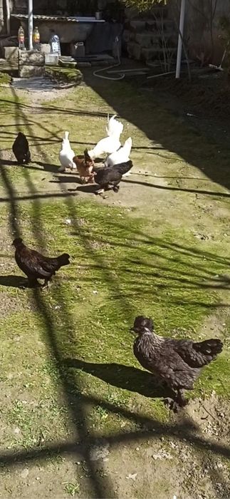 ЯПОНЧА оиласи {1+12} !!!