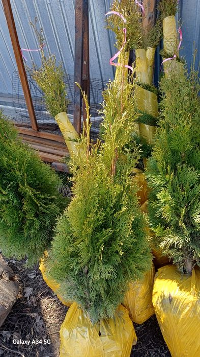 Продам туи от 60см до 3 метров