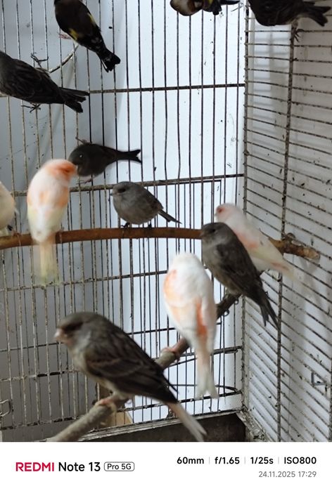 Canari și peruși de vânzare