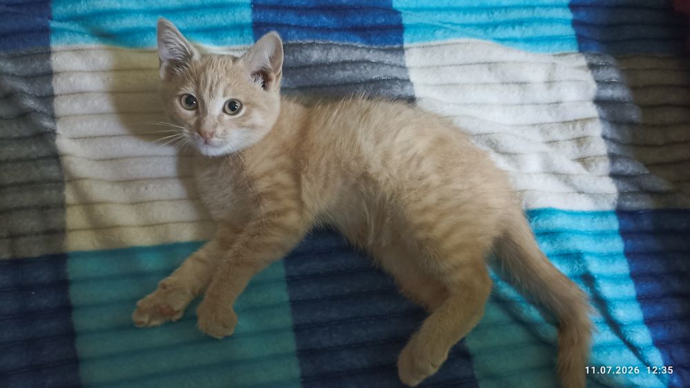 Котик ищет любящую семью