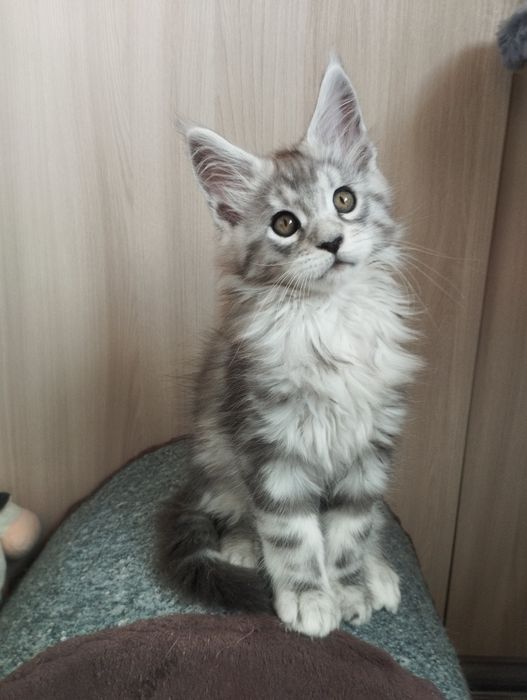 Мейн Кун шикарный котик