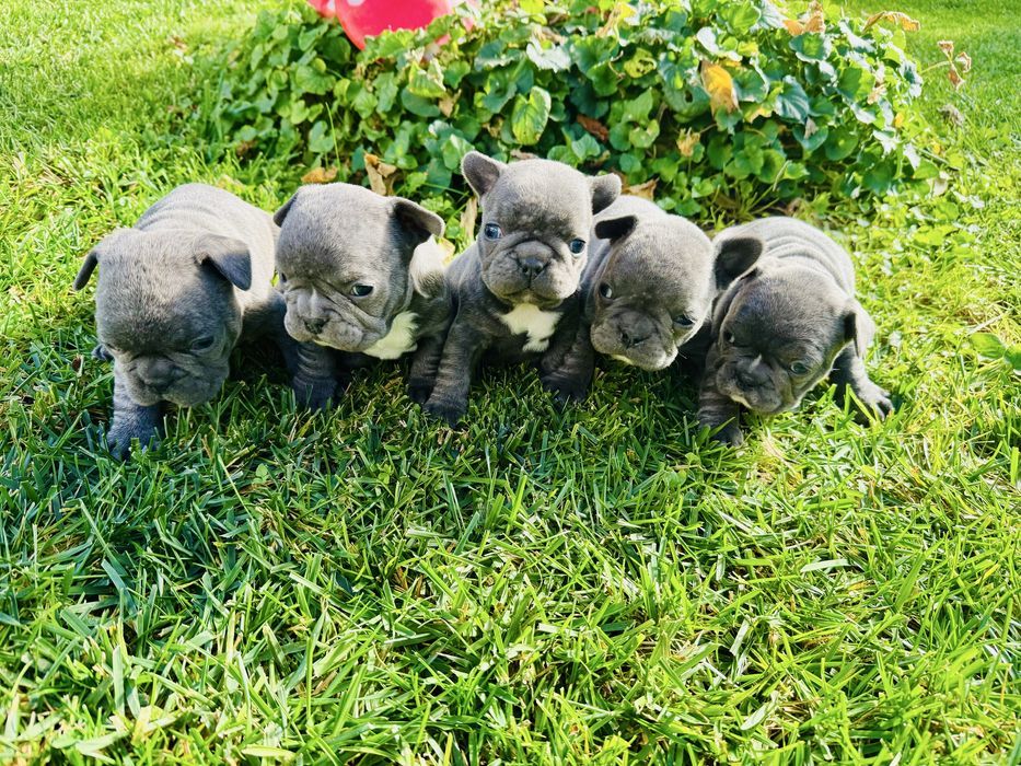 Френски Булдог Blue