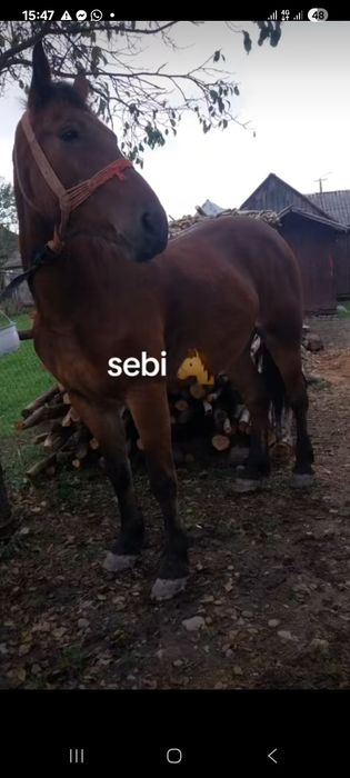 De vanzare cal castrat de 6 ani cuminte ascultator bun de ham