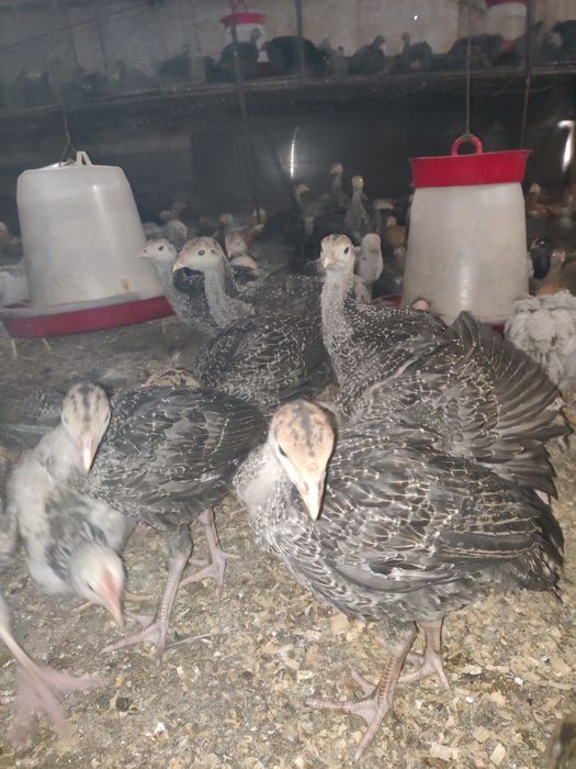 Pui curca ,rasa carne