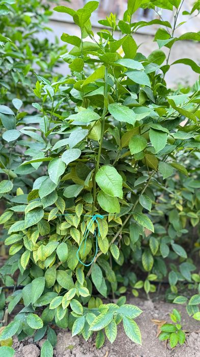Limon koʻchat 3-4 yillik hosilga kirgan va kirmaganlari bor