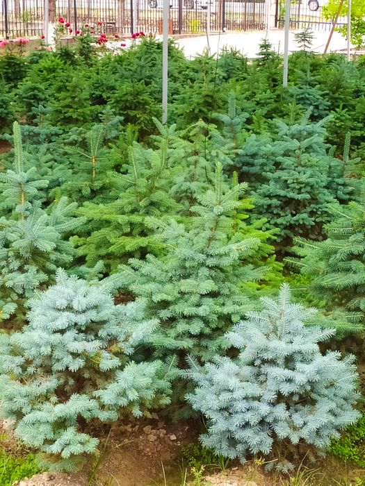 Самое время сажать серебристо голубые ели от