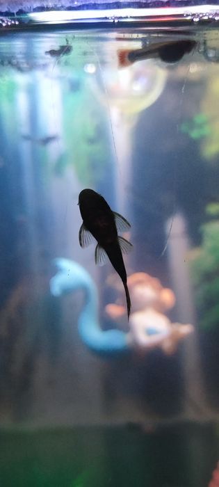 Мальки сомика анциструса (присоски)