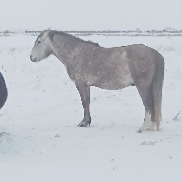 Продам Жеребца 5 лет