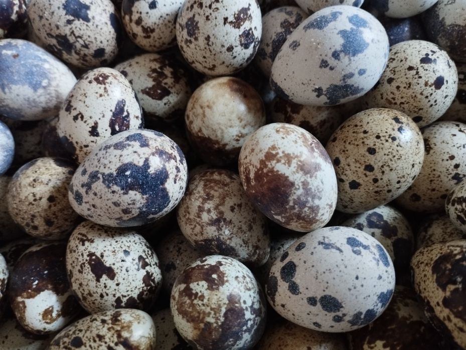 Бедана тухум, Bedana tuxum