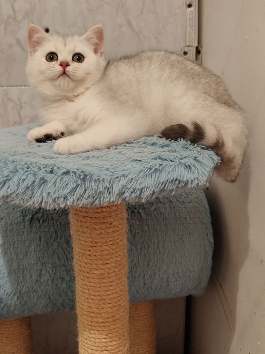 Шиншиллы котята Серебро
