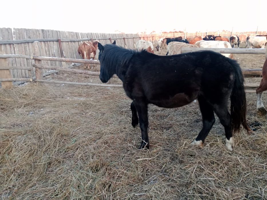 Продам кобылу двухгодовалую.