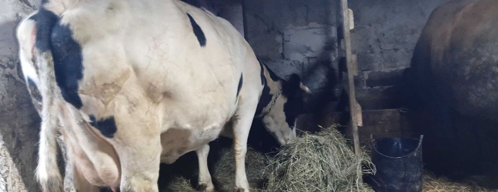 Продам здоровую корову