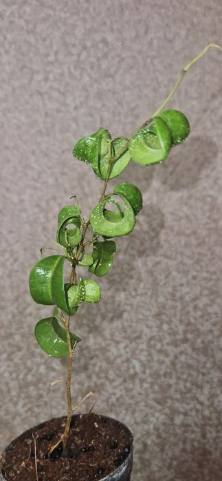 Фикус и другие цветы