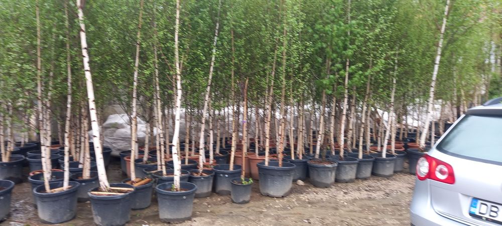 Vindem plante ornamentale tuia spiral măslin palmieri mestecân palmier