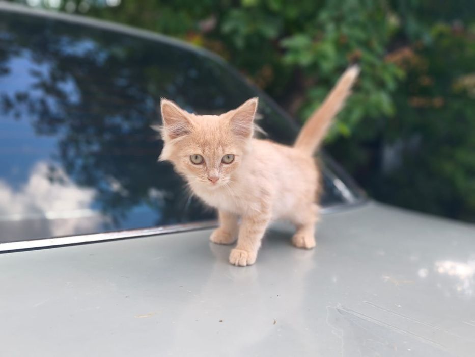 Отдам котят в добрые руки