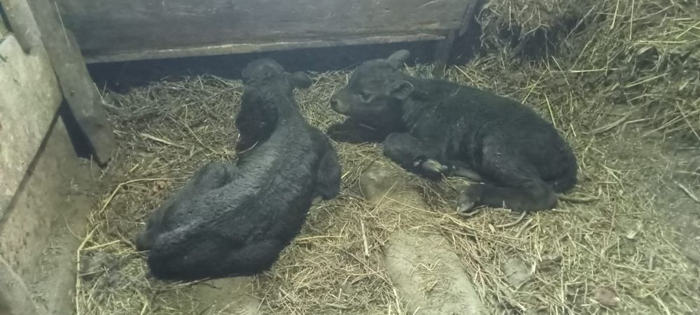 Продам корову и телят