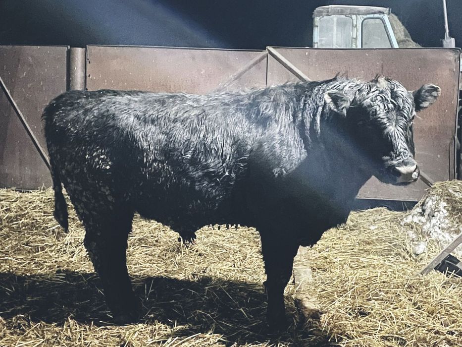 Продам быка ангус