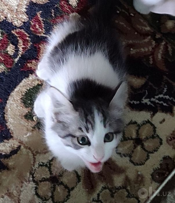 Продаем домашних котят