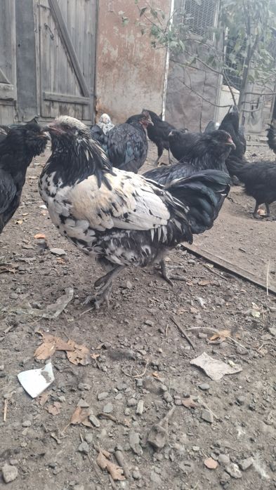 Продам петушков америукана