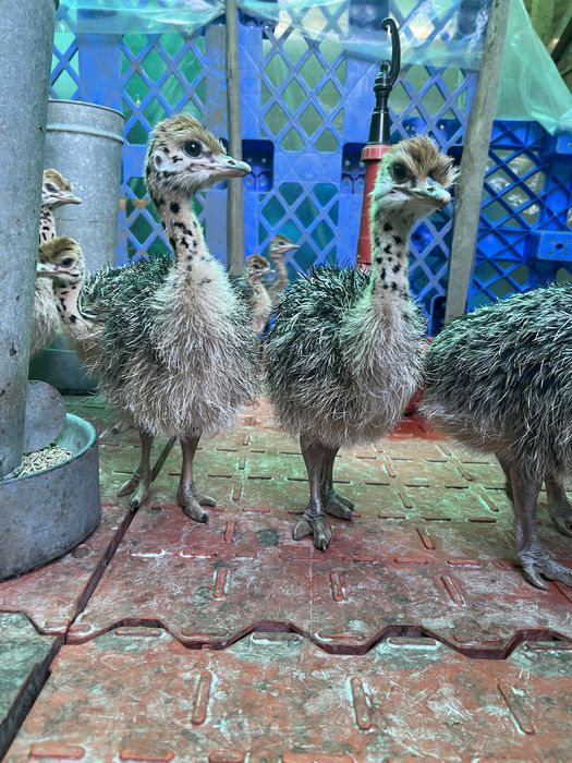 Vând Pui De Struț/ comenzi pui pentru anul 2026